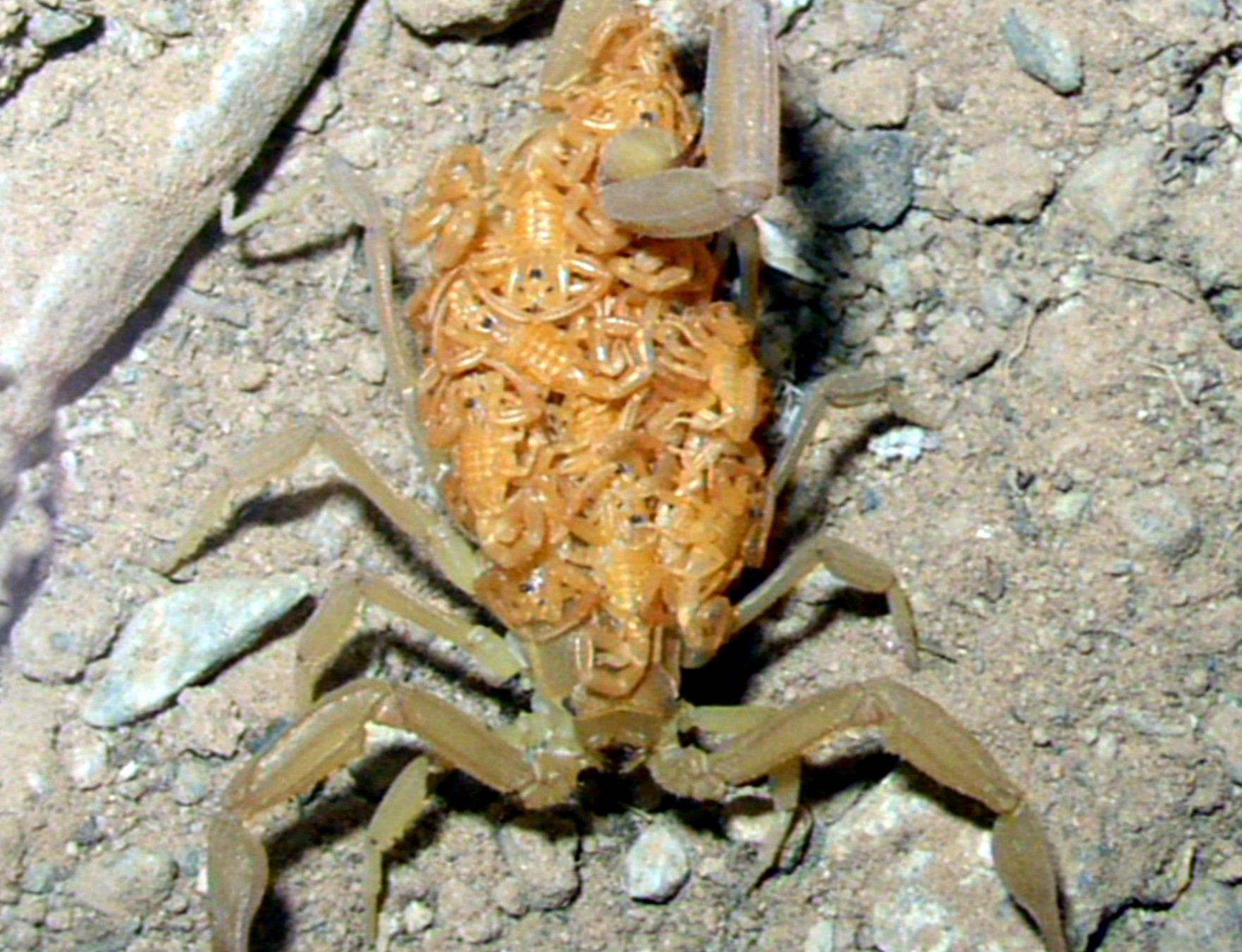 Bark Scorpion with Babies