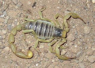 Desert Hairy Scorpion