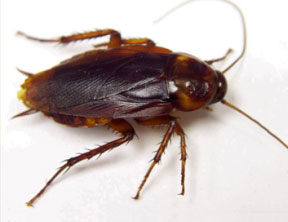 cockroach