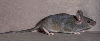 rodent