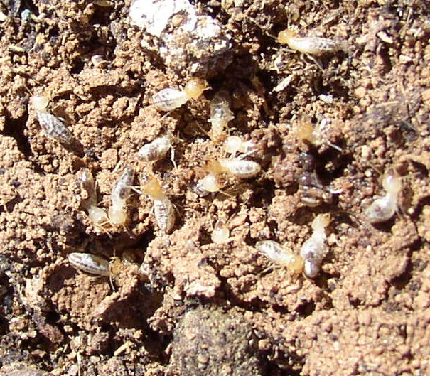 Desert Termites