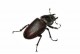 Beetles