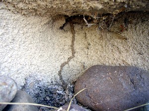 termite tube on foundation